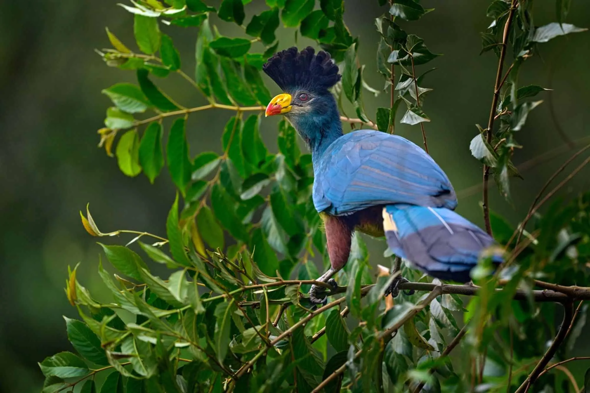 Birdwatching