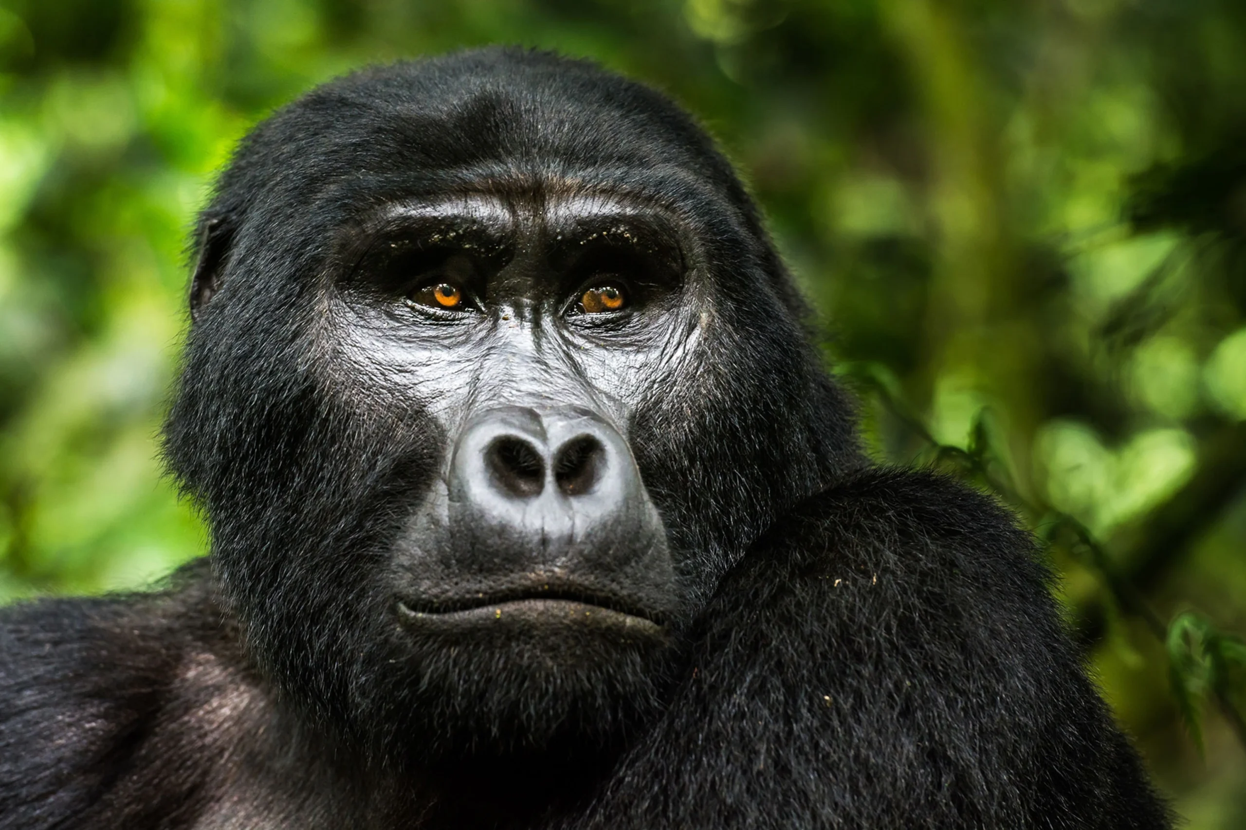 Gorilla trekking Bwindi Impenetrable Forest Uganda