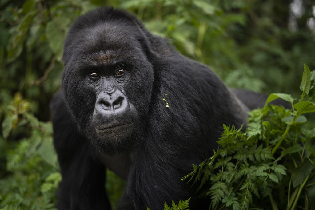Rwanda Uganda safari gorilla trekking East Africa