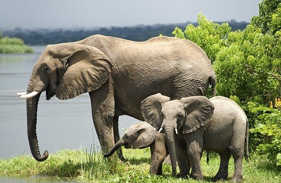 Classic Uganda Wildlife Safari