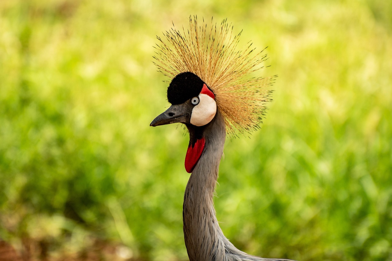 Uganda Countryside