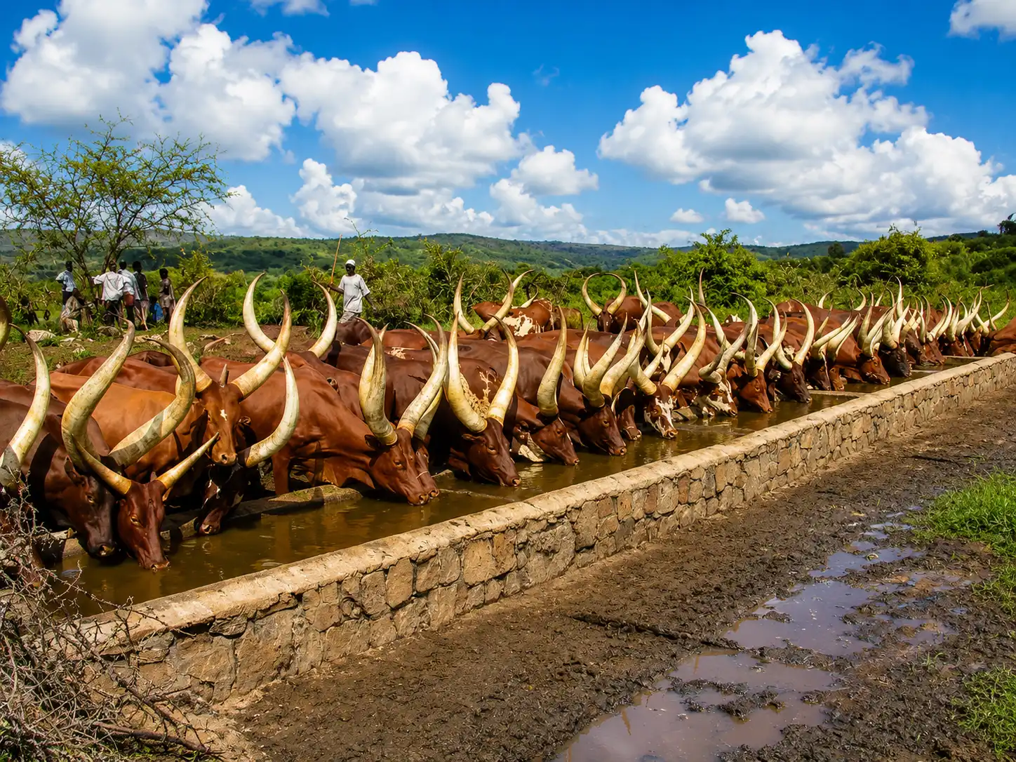 Ankole long-horned cattle at a watering hole in Bunyoro